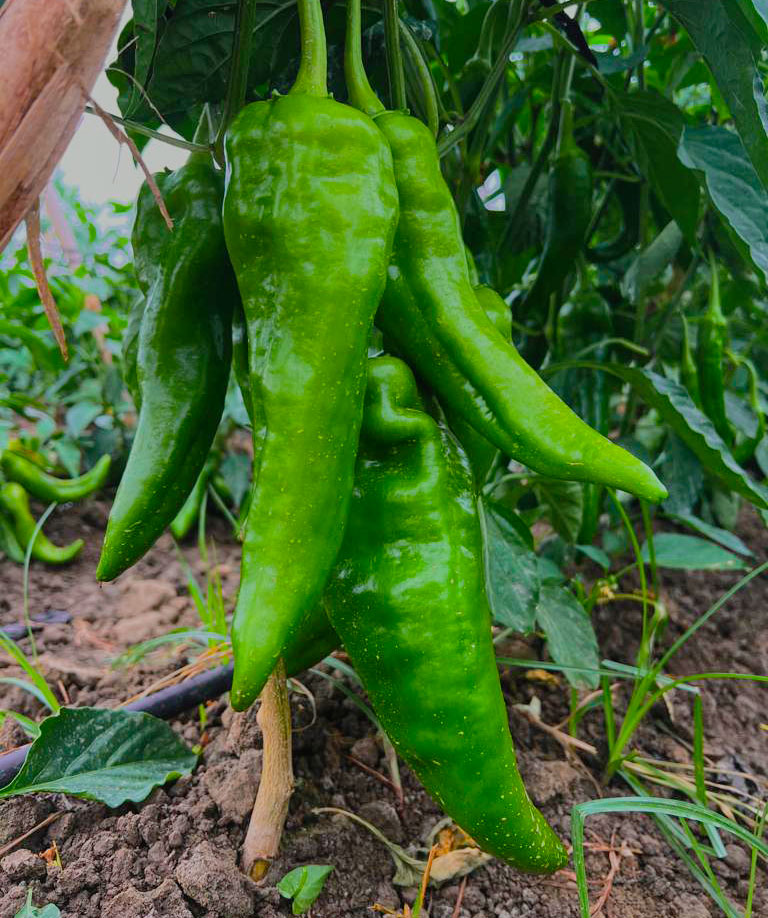 agricultor-productor-hortofruticola-pimientos-italianos-verdes-axarquia-velez-malaga-almira