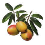 agricultor-proveedor-mango-osteen-axarquia-velez-malaga