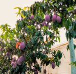 frutas-tropicales-productor de-mangos-velez-malaga-axarquia-almira