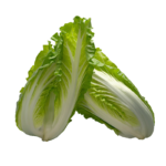 lechuga-baby-almira-axarquia-velez-malaga-productor-hortalizas