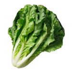 lechuga-romana-almira-axarquia-velez-malaga-productor-hortalizas