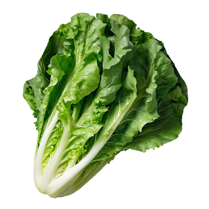 lechuga-romana-almira-axarquia-velez-malaga-productor-hortalizas