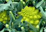 Romanescu o col romanesca