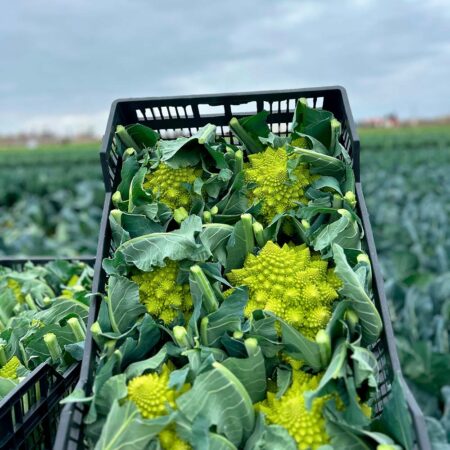 romanescu de la axarquia y almira