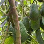 frutas-tropicales-aguacate-axarquia-velez-malaga