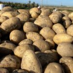 patata-recien-cogida-caja-velez-malaga-axarquia-almira-4