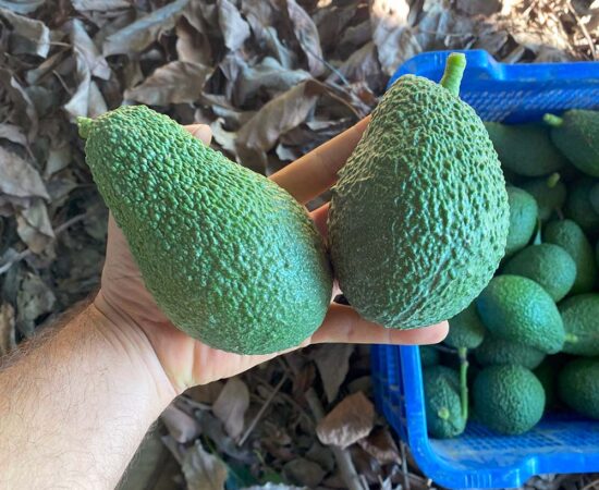 aguacates-grandes-gordos-axarquia-velez-malaga-almira