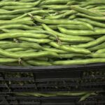 productor-de-habas-axarquia-velez-malaga-almira